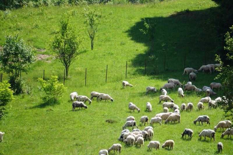 LEGEA MUNTELUI: 44 de localităţi din Maramureş pot beneficia de compensaţii prin această lege LEGEA MUNTELUI: 44 de localităţi din Maramureş pot beneficia de compensaţii prin această lege