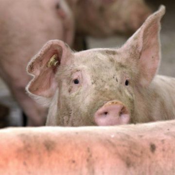 41 de focare de pestă porcină africană stinse în ultimele zile