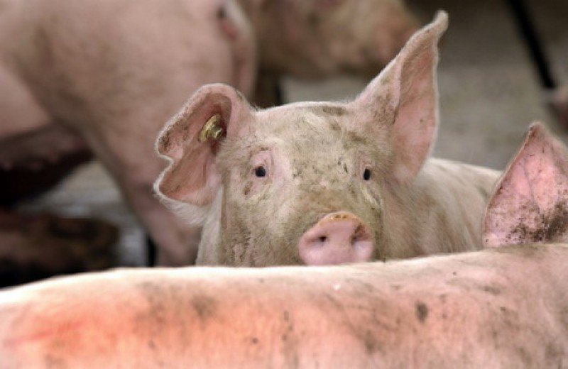 ALERTĂ: Pesta Porcină Africană confirmată la porcii dintr-o gospodărie din localitatea Ieud