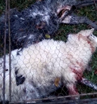 DE COȘMAR: Niște câini comunitari au dat iama în oile unui sighetean. Unele au fost omorâte, iar altele rănite DE COȘMAR: Niște câini comunitari au dat iama în oile unui sighetean. Unele au fost omorâte, iar altele rănite
