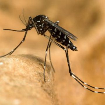 ÎNGRIJORĂTOR: 6 oameni au murit din cauza virusului West Nile, în ultima săptămână ÎNGRIJORĂTOR: 6 oameni au murit din cauza virusului West Nile, în ultima săptămână