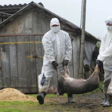 MINISTRUL AGRICULTURII: Petre Daea anunţă că s-au plătit despăgubirile pentru pesta porcină. Ce trebuie să ştie crescătorii MINISTRUL AGRICULTURII: Petre Daea anunţă că s-au plătit despăgubirile pentru pesta porcină. Ce trebuie să ştie crescătorii