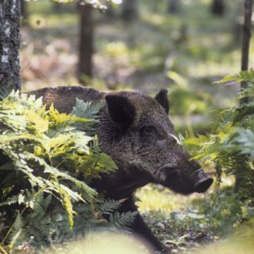 PPA: Sudul ţării deschide noi şi noi fronturi de război cu pesta porcină, nordul închide focar după focar. Cum s-a stopat virusul pestei porcine ÎN PĂDURE