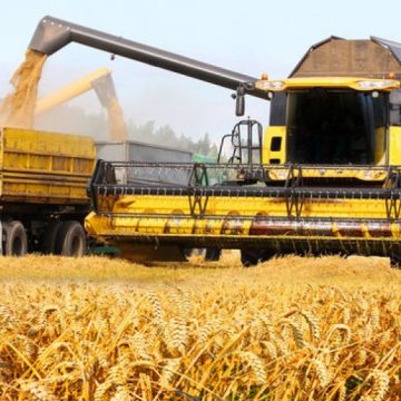 PRODUCȚII RECORD: Acesta va fi cel mai bun an din istorie pentru agricultura românească