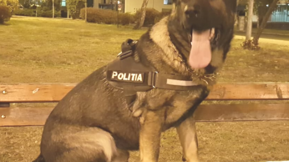 Câinele polițist Vis a dibuit din nou țigări de contrabandă