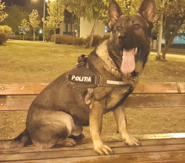 Câinele polițist Vis a dibuit din nou țigări de contrabandă Câinele polițist Vis a dibuit din nou țigări de contrabandă