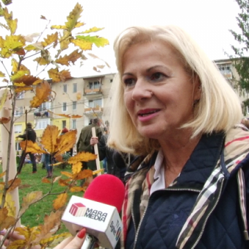 ACȚIUNE PENTRU CENTENAR: Președintele ALDE Maramureș, Cornelia Negruț, la plantat de stejari ACȚIUNE PENTRU CENTENAR: Președintele ALDE Maramureș, Cornelia Negruț, la plantat de stejari
