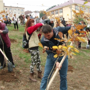 REPORTAJUL ZILEI: O sută de stejari plantați la Cavnic REPORTAJUL ZILEI: O sută de stejari plantați la Cavnic