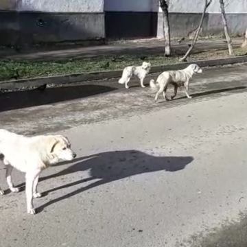 Video|Haită de câini pe străzile din Sighet