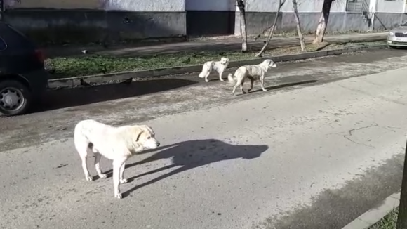 Video|Haită de câini pe străzile din Sighet