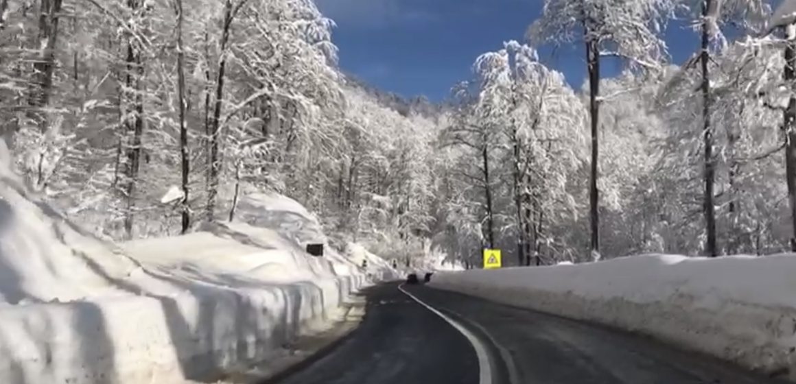 VIDEO | Peisaj de iarnă, în Maramureș