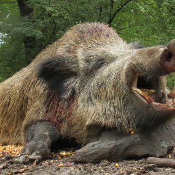 Cercetat pentru braconaj după ce a împușcat un mistreț