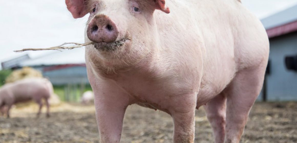 Video|Restricții în Maramureș din cauza pestei porcine