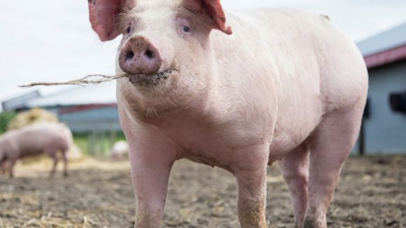 VIDEO | A rămas fără 22 de porci fiindcă nu avea documente sanitar-veterinare pentru ei