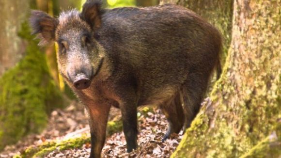 Pestă porcină africană confirmată la un porc mistreț vânat pe raza comunei Groșii Țibleșului