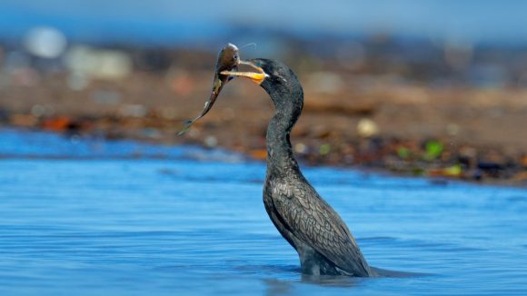 Video|Problema cormoranilor, în atenția prefectului