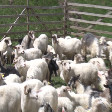 VIDEO | Crescătorii de ovine vor primi și în 2019 ajutor de minimis pentru comercializarea lânii