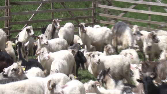 VIDEO | Crescătorii de ovine vor primi și în 2019 ajutor de minimis pentru comercializarea lânii VIDEO | Crescătorii de ovine vor primi și în 2019 ajutor de minimis pentru comercializarea lânii