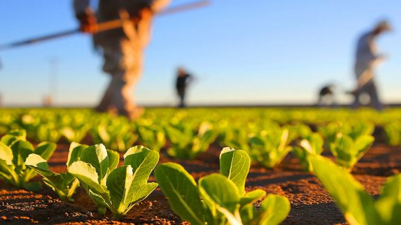 Anton Rohian: ”România este campioana fondurilor europene pentru agricultură” Anton Rohian: ”România este campioana fondurilor europene pentru agricultură”
