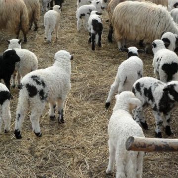 VIDEO | Două puncte de sacrificare a mieilor deschise în Maramureș