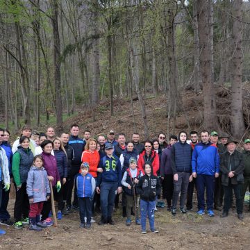 Angajații Prefecturii Maramureș la plantare de puieți în zona Ocolului Silvic Baia Sprie