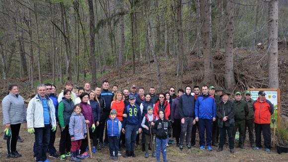Angajații Prefecturii Maramureș la plantare de puieți în zona Ocolului Silvic Baia Sprie