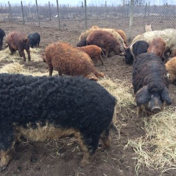 Program de susținere a crescătorilor de porci din rasele Bazna și Mangalița