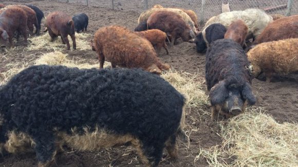 Program de susținere a crescătorilor de porci din rasele Bazna și Mangalița Program de susținere a crescătorilor de porci din rasele Bazna și Mangalița