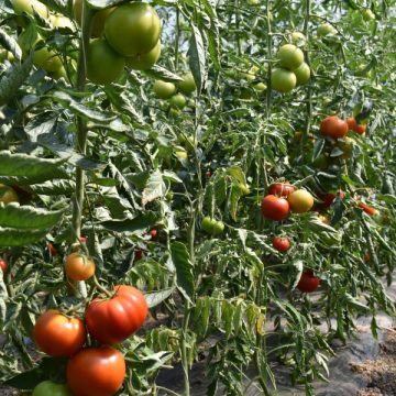 VIDEO | Programul de sprijin pentru tomate prezintă interes din ce în ce mai mare pentru producătorii agricoli