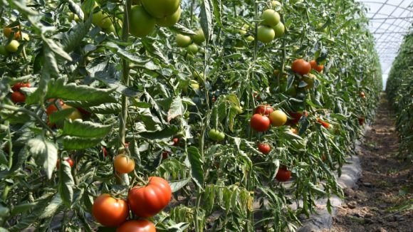 VIDEO | Programul de sprijin pentru tomate prezintă interes din ce în ce mai mare pentru producătorii agricoli VIDEO | Programul de sprijin pentru tomate prezintă interes din ce în ce mai mare pentru producătorii agricoli