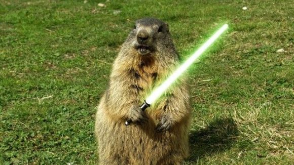 De(z)ordinea zilei: și marmota, doamna ministru?!