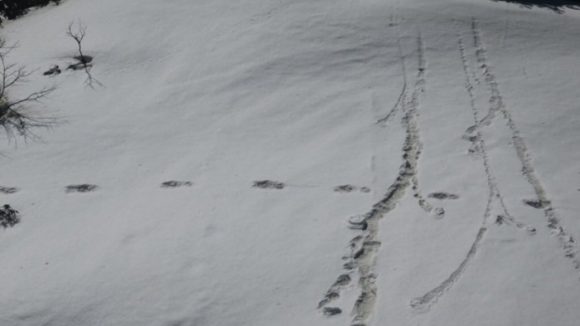 Niște alpiniști militari susțin că i-au dat de urmă lui Yeti