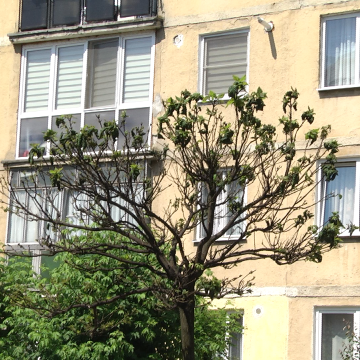 VIDEO | Copacii din cartierul Independenței se usucă din cauza păduchilor de plante VIDEO | Copacii din cartierul Independenței se usucă din cauza păduchilor de plante
