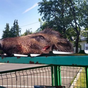 VIDEO | Capete de mistreți găsite la ghenă VIDEO | Capete de mistreți găsite la ghenă