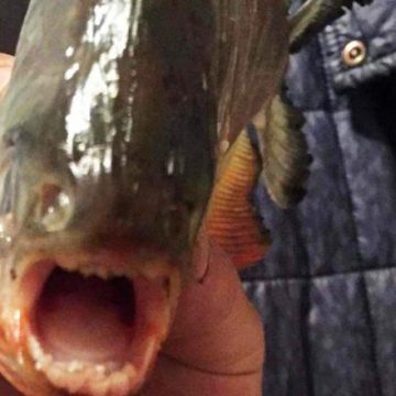 Pești Piranha găsiți într-un lac din Maramureș Pești Piranha găsiți într-un lac din Maramureș