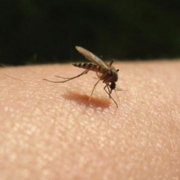 Măsuri necesare pentru prevenirea infectărilor cauzate de înţepăturile de ţânţari