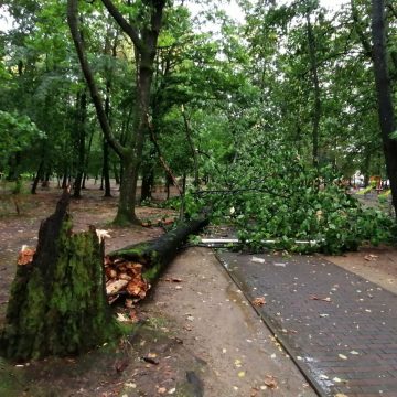 GALERIE FOTO | Cod galben de vreme rea – vântul puternic a pus copaci la pământ în Baia Mare