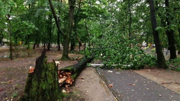 GALERIE FOTO | Cod galben de vreme rea – vântul puternic a pus copaci la pământ în Baia Mare GALERIE FOTO | Cod galben de vreme rea – vântul puternic a pus copaci la pământ în Baia Mare