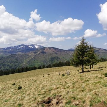 Informare pentru locuitorii comunei Giulești