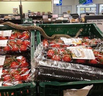 Șarpele găsit pe raftul unui supermarket era inofensiv