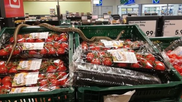Șarpele găsit pe raftul unui supermarket era inofensiv