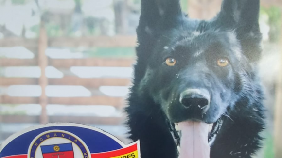 O femeie a fost dată în vileag că a mințit de câinele polițist Teba