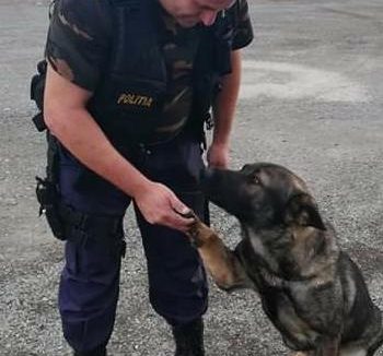 Încă un caz rezolvat de câinele polițist Teba
