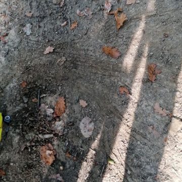 Urme de ursoaică cu pui găsite pe serpentinele de la urcarea dinspre Grădina Morii, pe dealul Solovan