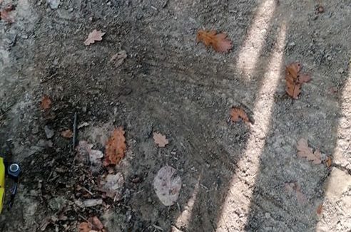 Urme de ursoaică cu pui găsite pe serpentinele de la urcarea dinspre Grădina Morii, pe dealul Solovan Urme de ursoaică cu pui găsite pe serpentinele de la urcarea dinspre Grădina Morii, pe dealul Solovan
