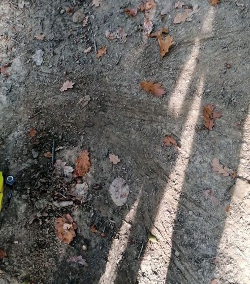 Urme de ursoaică cu pui găsite pe serpentinele de la urcarea dinspre Grădina Morii, pe dealul Solovan