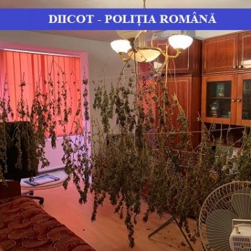 Doi dintre cei patru bărbați reținuți după ce au cultivat canabis pe malul Lăpușului au fost arestați Doi dintre cei patru bărbați reținuți după ce au cultivat canabis pe malul Lăpușului au fost arestați
