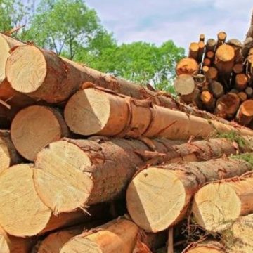Transporta mai mult lemn decât scria în acte și avea și permisul suspendat Transporta mai mult lemn decât scria în acte și avea și permisul suspendat