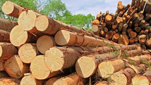Transporturi ilegale de material lemnos şi tăieri ilegale, sancţionate de poliţiştii maramureșeni Transporturi ilegale de material lemnos şi tăieri ilegale, sancţionate de poliţiştii maramureșeni