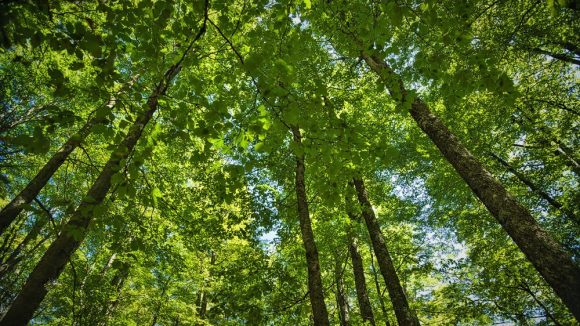 Sprijin pentru familia pădurarului maramureșean ucis
